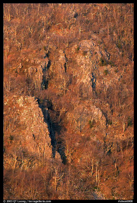 Bare trees and rocky outcrops on hillside near Little Stony Man. Shenandoah National Park, Virginia, USA.