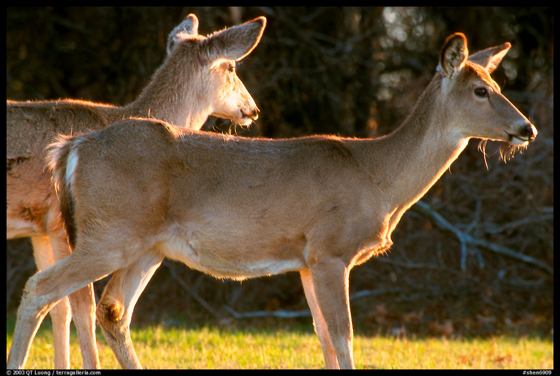Whitetail Deers, early morning. Shenandoah National Park, Virginia, USA.