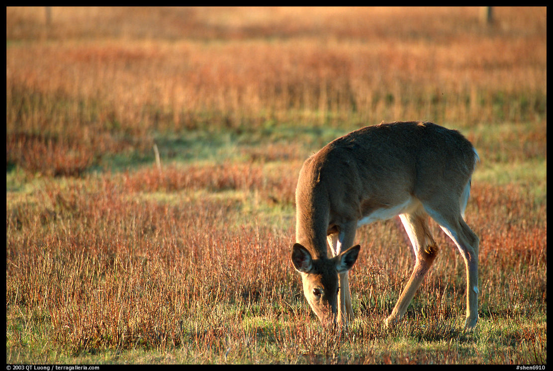 Whitetail Deer grazing in Big Meadows, early morning. Shenandoah National Park, Virginia, USA.