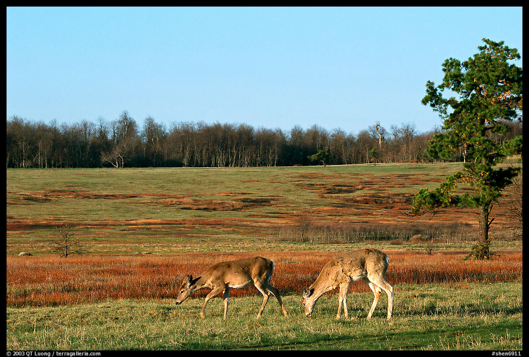 Whitetail Deer in Big Meadows, early morning. Shenandoah National Park, Virginia, USA.