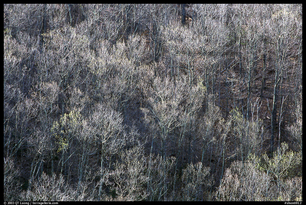 Bare trees on a hillside, morning. Shenandoah National Park, Virginia, USA.