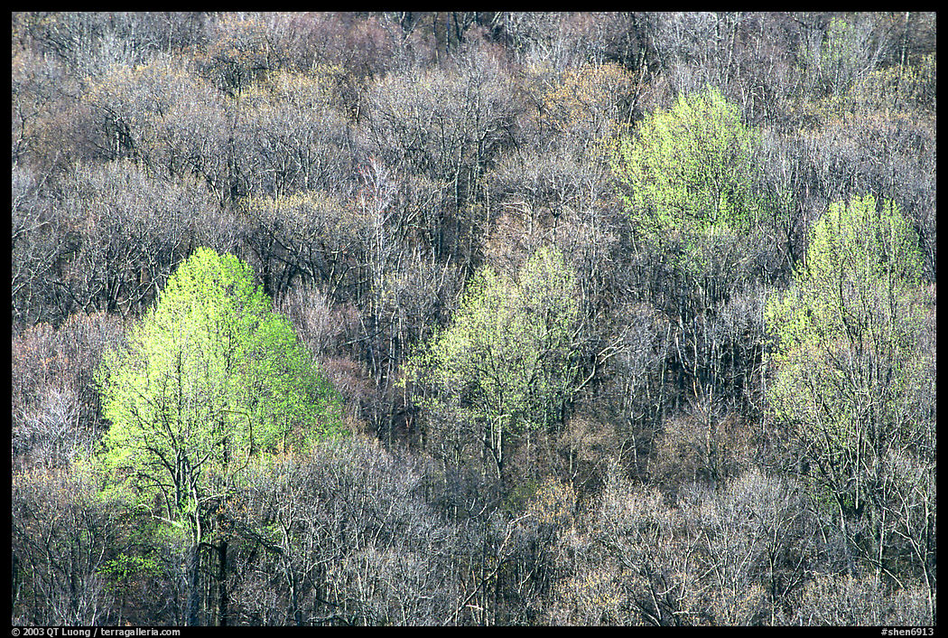 Trees with early foliage amongst bare trees on a hillside, morning. Shenandoah National Park