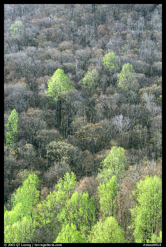 Trees with early foliage amongst bare trees on a hillside, morning. Shenandoah National Park, Virginia, USA.