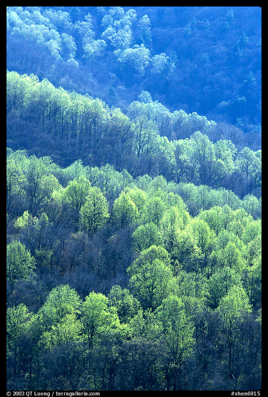 Backlit trees on hillside in spring, morning. Shenandoah National Park, Virginia, USA.