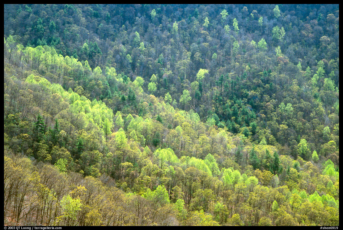Backlit trees on hillside in spring, morning. Shenandoah National Park, Virginia, USA.
