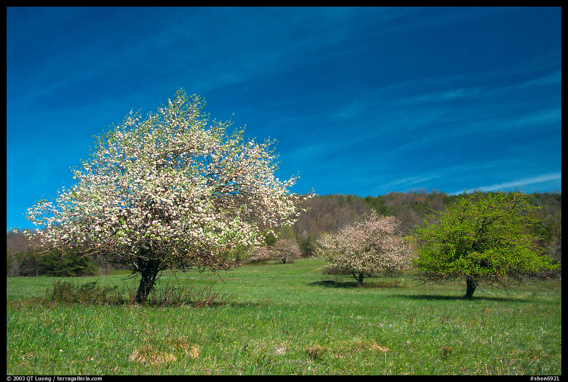 Trees in bloom in grassy meadow. Shenandoah National Park, Virginia, USA.