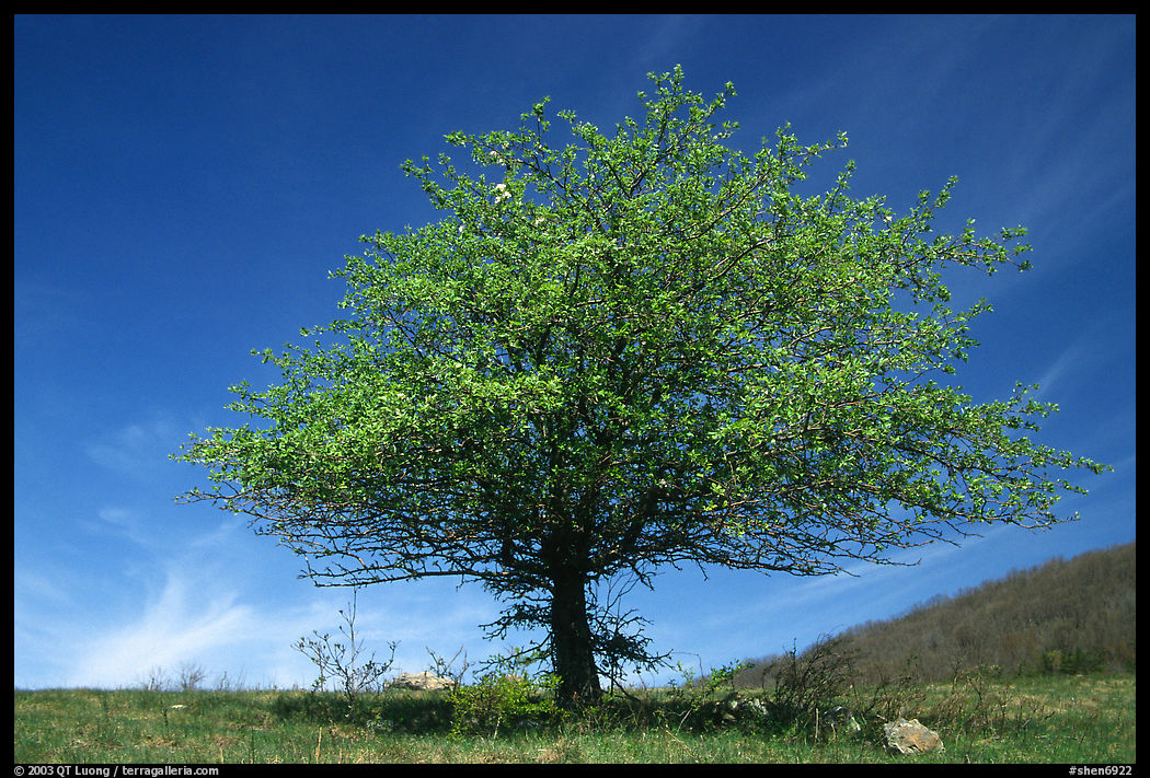 Tree with spring foliage standing against sky. Shenandoah National Park, Virginia, USA.