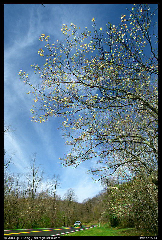 Skyline drive. Shenandoah National Park, Virginia, USA.