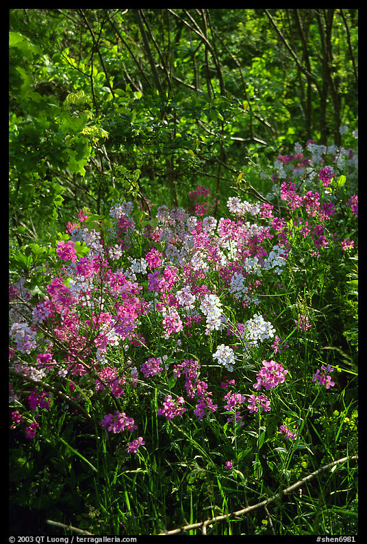 Pink and white summer wildflowers. Shenandoah National Park