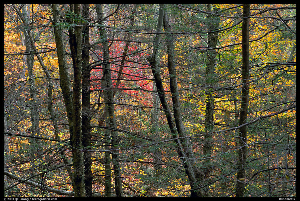 Tree trunks and branches against a backdrop of fall colors. Shenandoah National Park