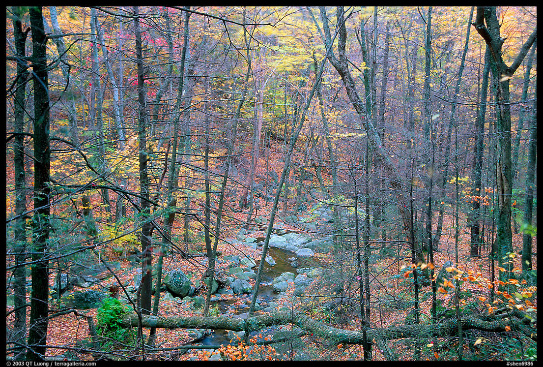 Creek in fall. Shenandoah National Park, Virginia, USA.