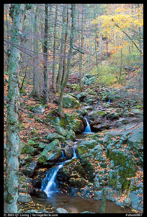 Cascades in fall, Hogcamp Branch of the Rose River. Shenandoah National Park, Virginia, USA.