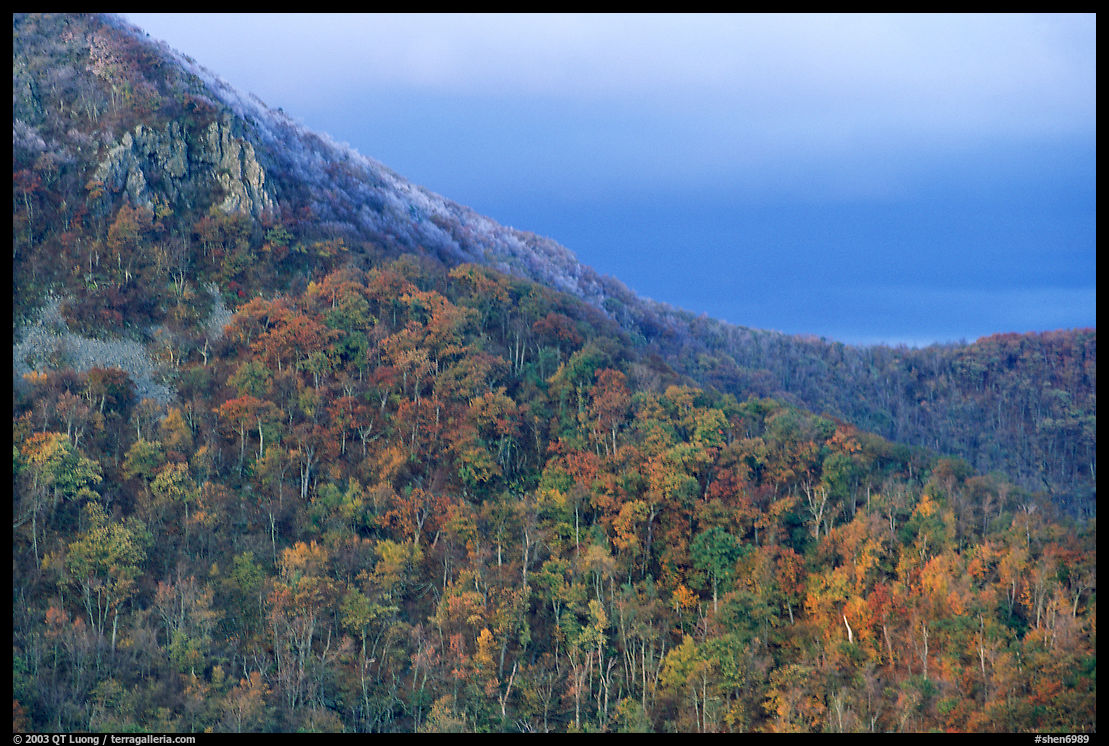 Hillside with fall colors, rocks, and early snow. Shenandoah National Park, Virginia, USA.