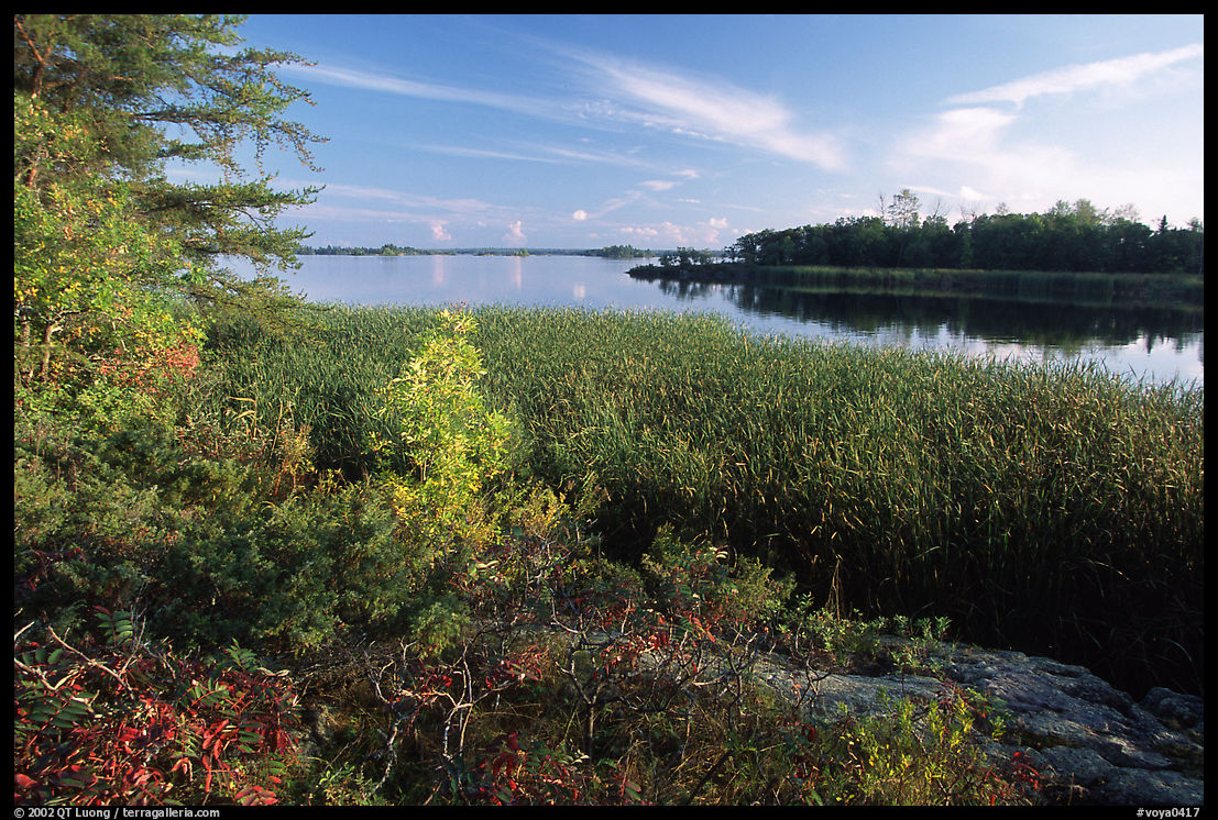 Grasses at Black Bay narrows. Voyageurs National Park, Minnesota, USA.