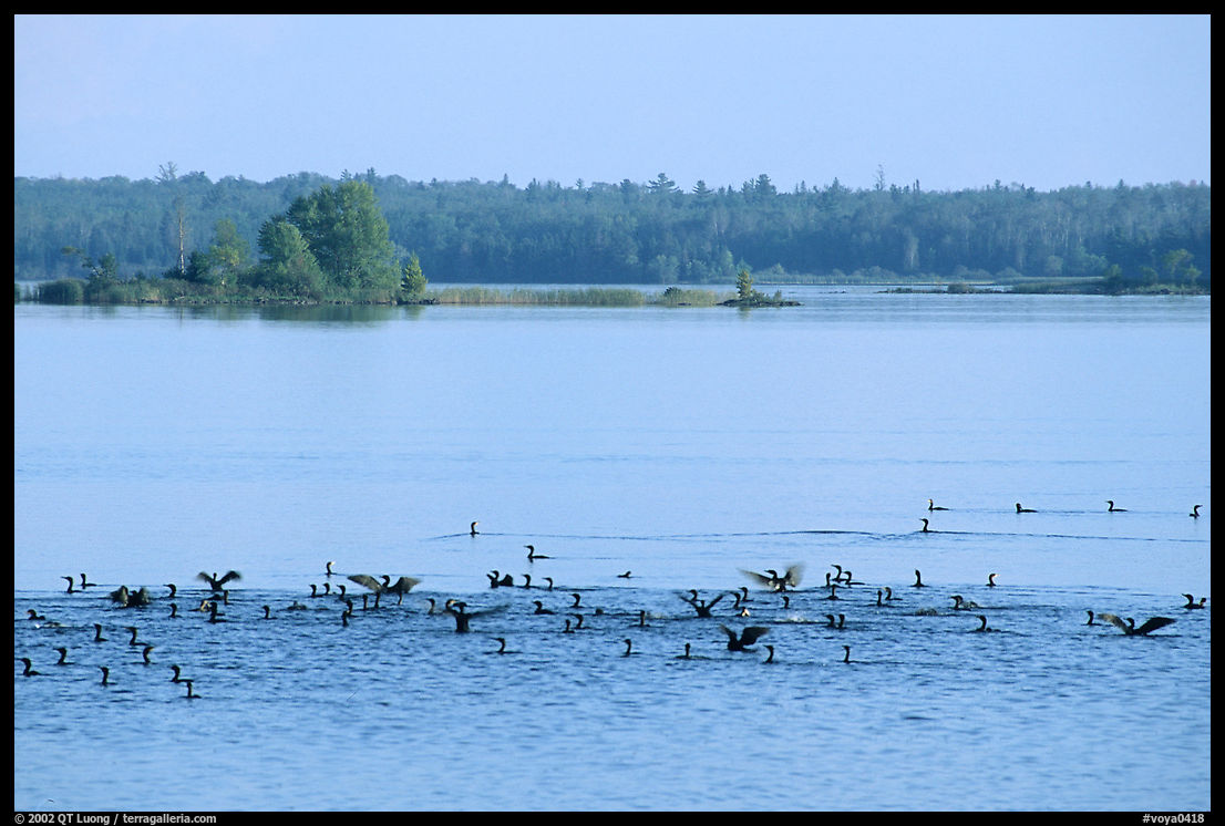 Birds in Black Bay. Voyageurs National Park, Minnesota, USA.