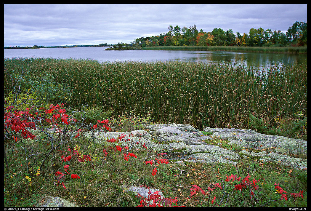 Grasses and red plants at Black Bay narrows on a cloudy day. Voyageurs National Park, Minnesota, USA.