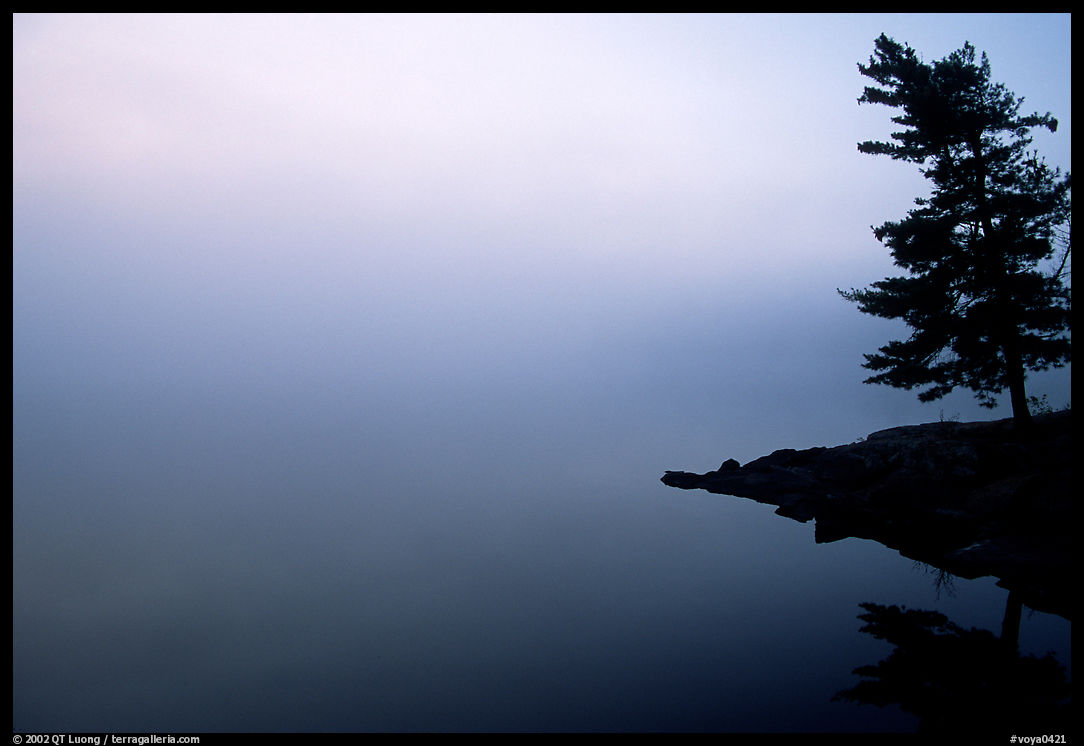 Tree in morning fog, Kabetogama lake near Woodenfrog. Voyageurs National Park, Minnesota, USA.