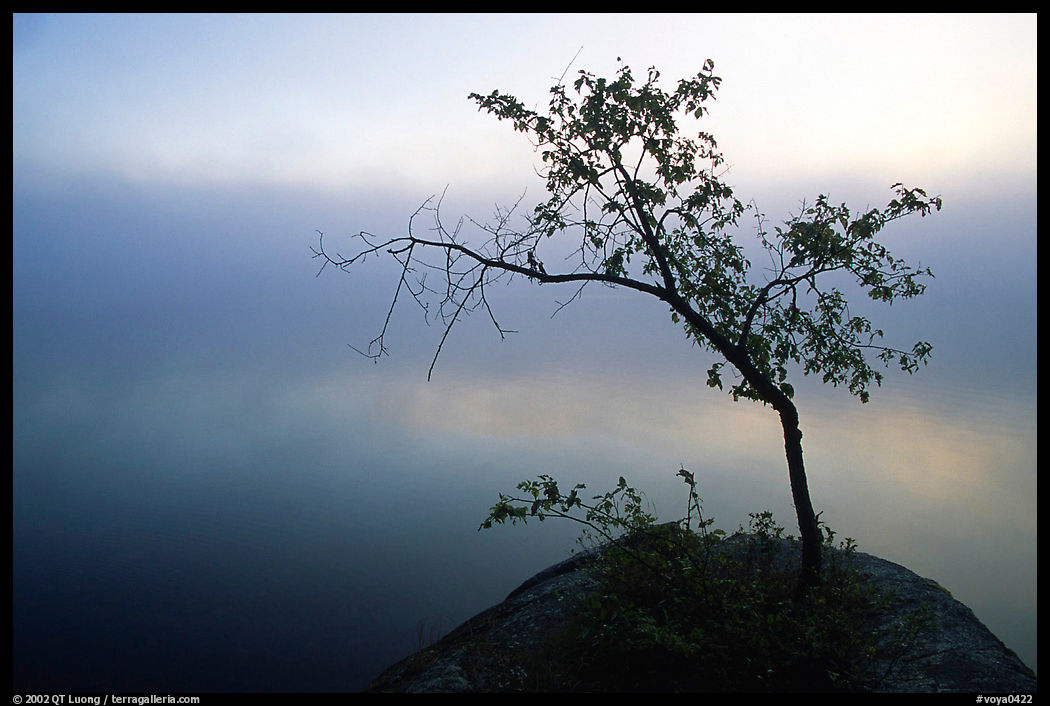 Tree in morning fog, Kabetogama lake near Woodenfrog. Voyageurs National Park, Minnesota, USA.