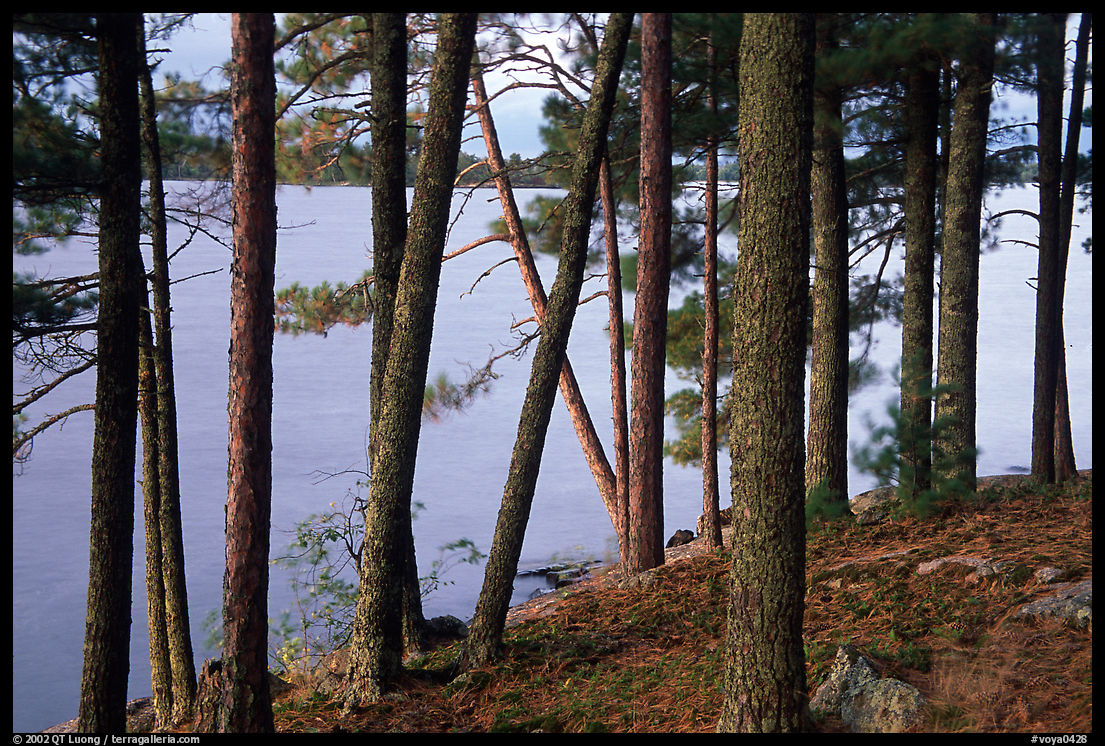 Pine trees, Woodenfrog. Voyageurs National Park