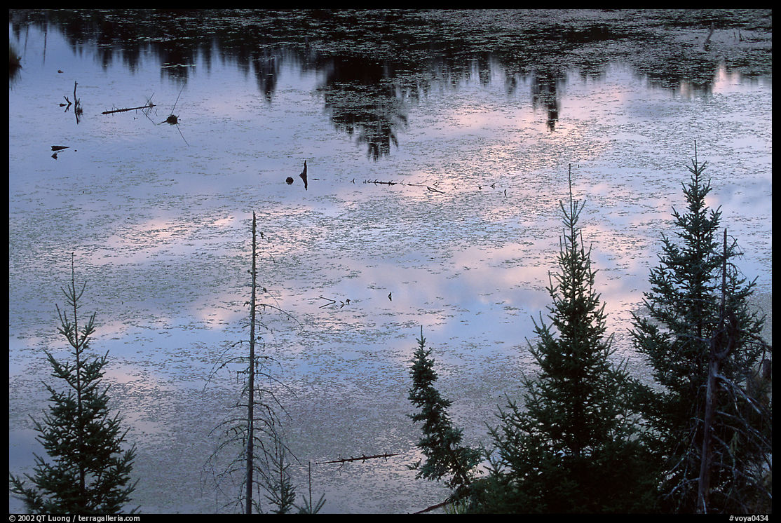 Beaver pond reflexions and conifers. Voyageurs National Park