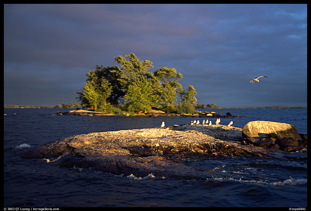 Islands and birds, Kabetogama lake. Voyageurs National Park, Minnesota, USA.
