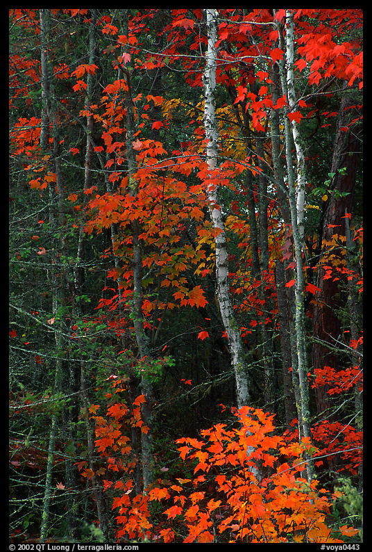 Trees in fall colors. Voyageurs National Park