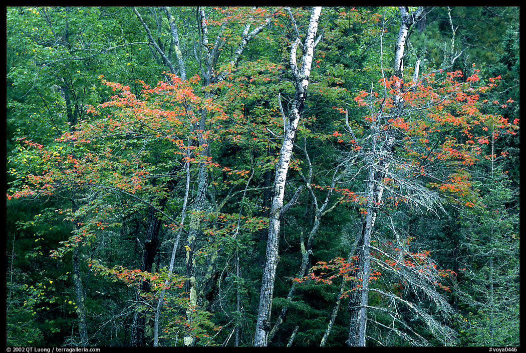 Trees in early fall color. Voyageurs National Park, Minnesota, USA.