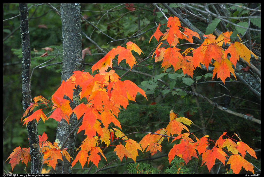 Maple leaves. Voyageurs National Park
