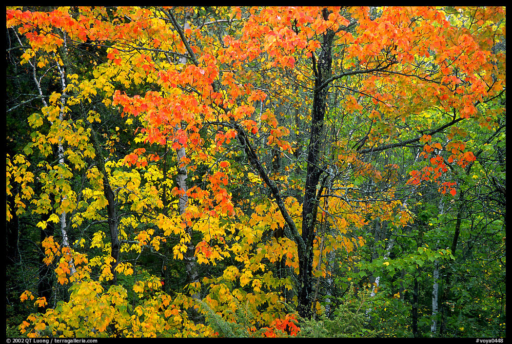 Trees in autumn foliage. Voyageurs National Park, Minnesota, USA.
