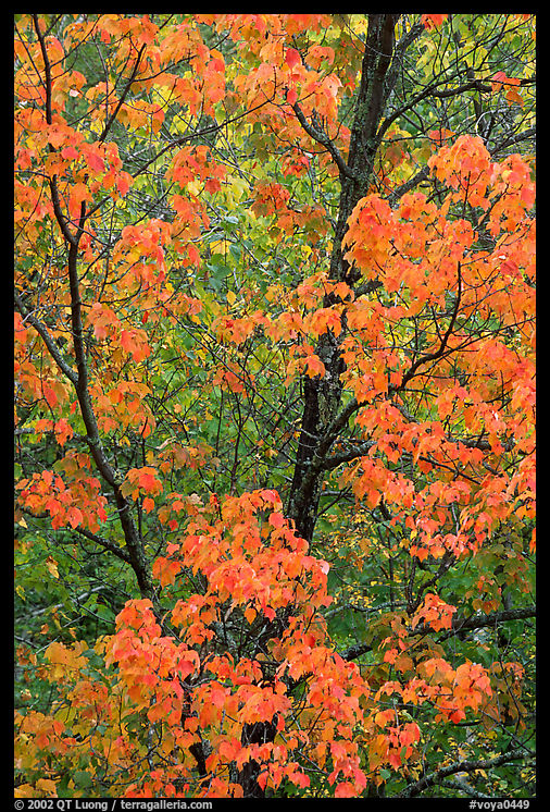 Trees in autumn color. Voyageurs National Park, Minnesota, USA.