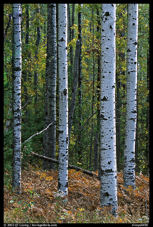 Birch tree trunks. Voyageurs National Park, Minnesota, USA.