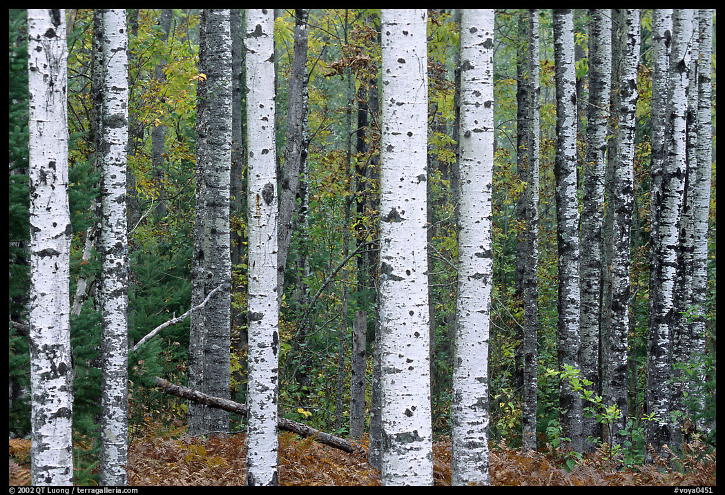 Birch tree forest. Voyageurs National Park, Minnesota, USA.