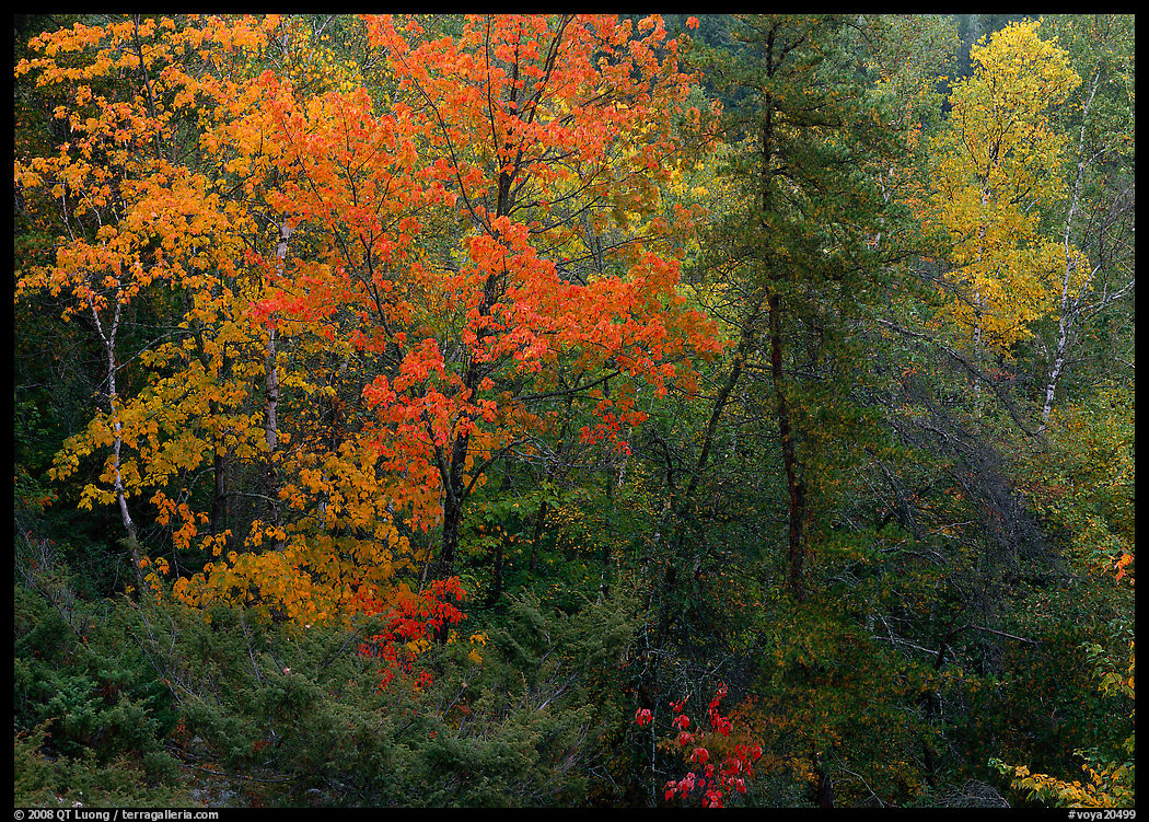 Mixed trees in fall color. Voyageurs National Park, Minnesota, USA.