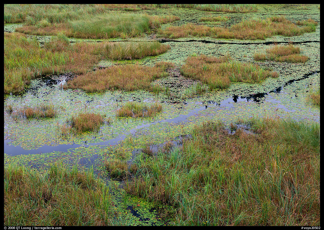 Grasses and marsh. Voyageurs National Park, Minnesota, USA.