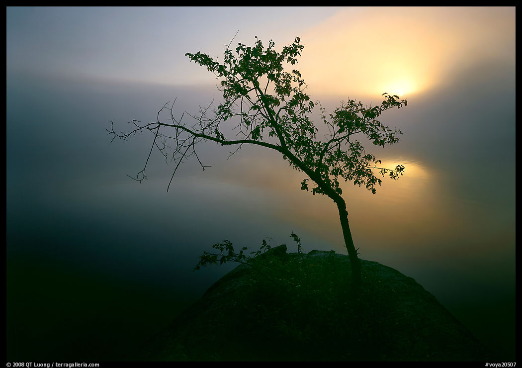 Sun, tree, and fog. Voyageurs National Park, Minnesota, USA.