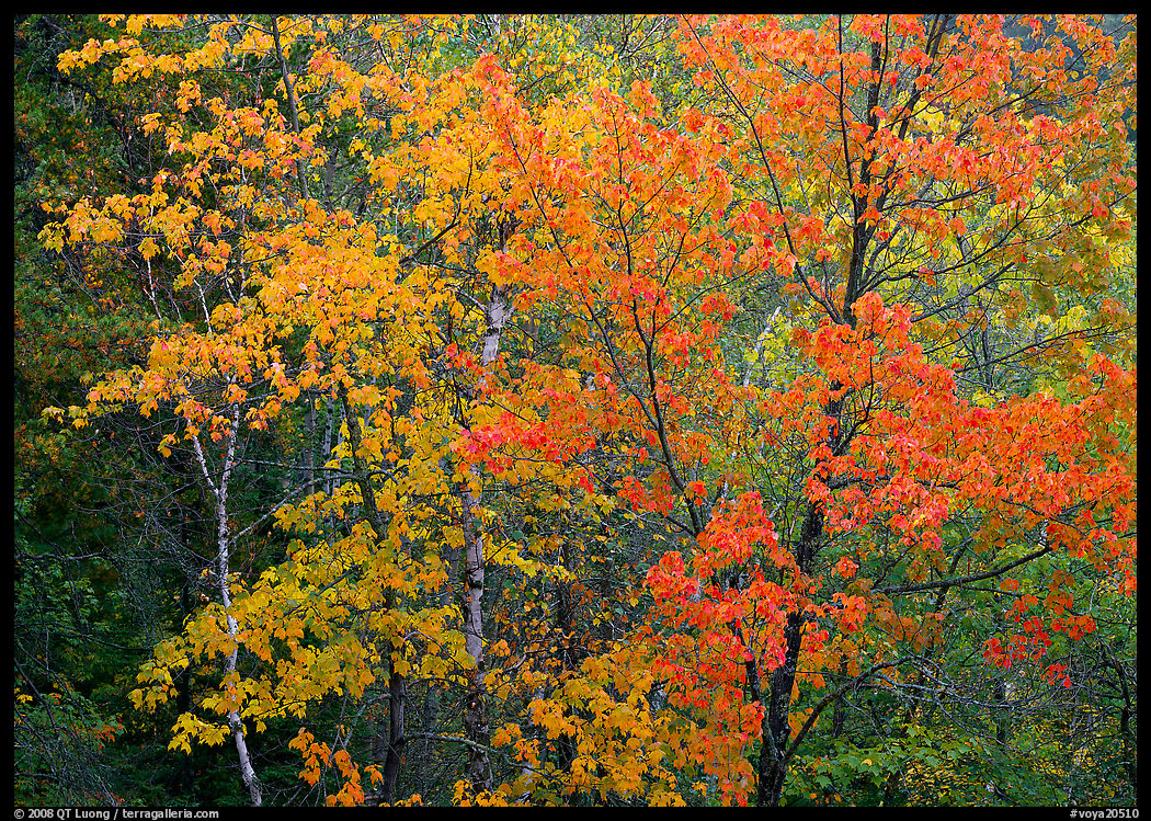 Yellow and orange trees. Voyageurs National Park, Minnesota, USA.