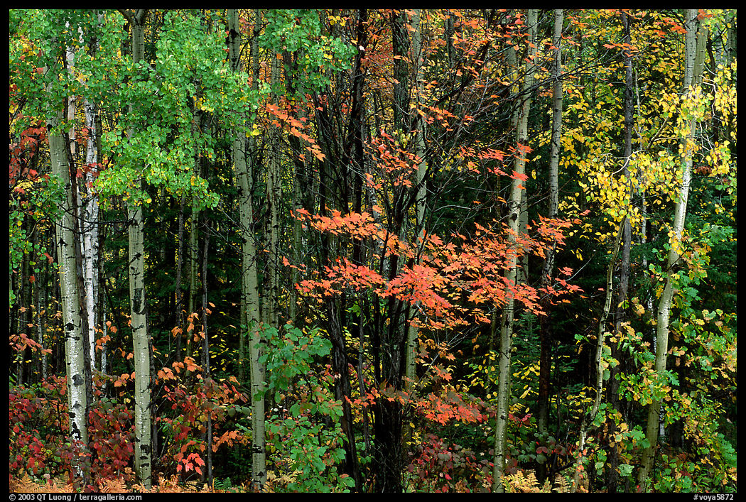 Mixed forest in autumn. Voyageurs National Park, Minnesota, USA.