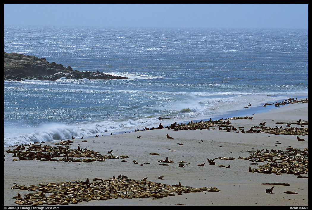 Point Bennett and pinniped colonies, mid-day, San Miguel Island. Channel Islands National Park, California, USA.