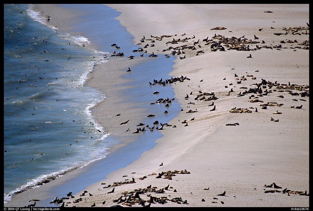 Seals and sea lions hauled out on  beach, San Miguel Island. Channel Islands National Park, California, USA.