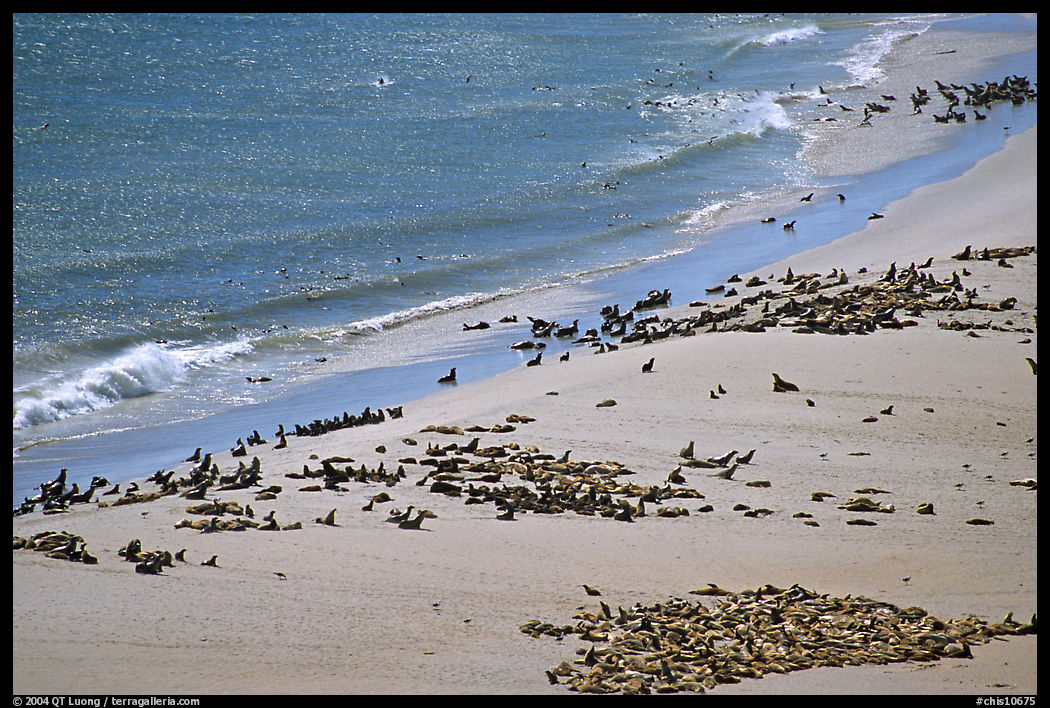 Pinnipeds hauled out on  beach, Point Bennet, San Miguel Island. Channel Islands National Park, California, USA.