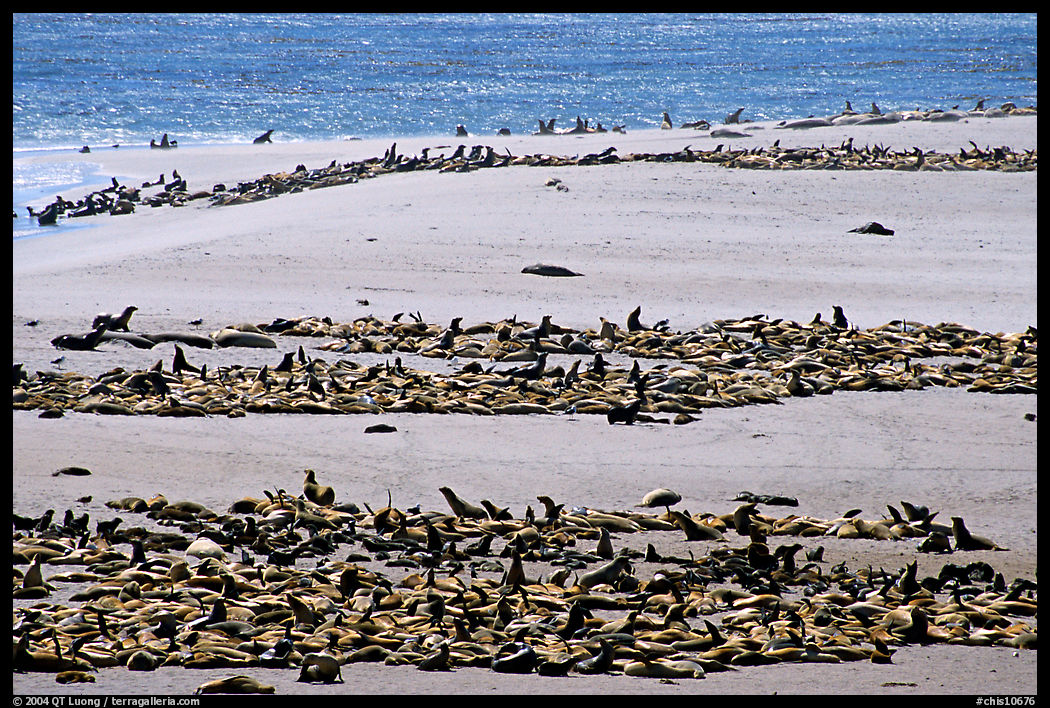 California sea lions and northern fur seals on  beach, Point Bennet, San Miguel Island. Channel Islands National Park, California, USA.