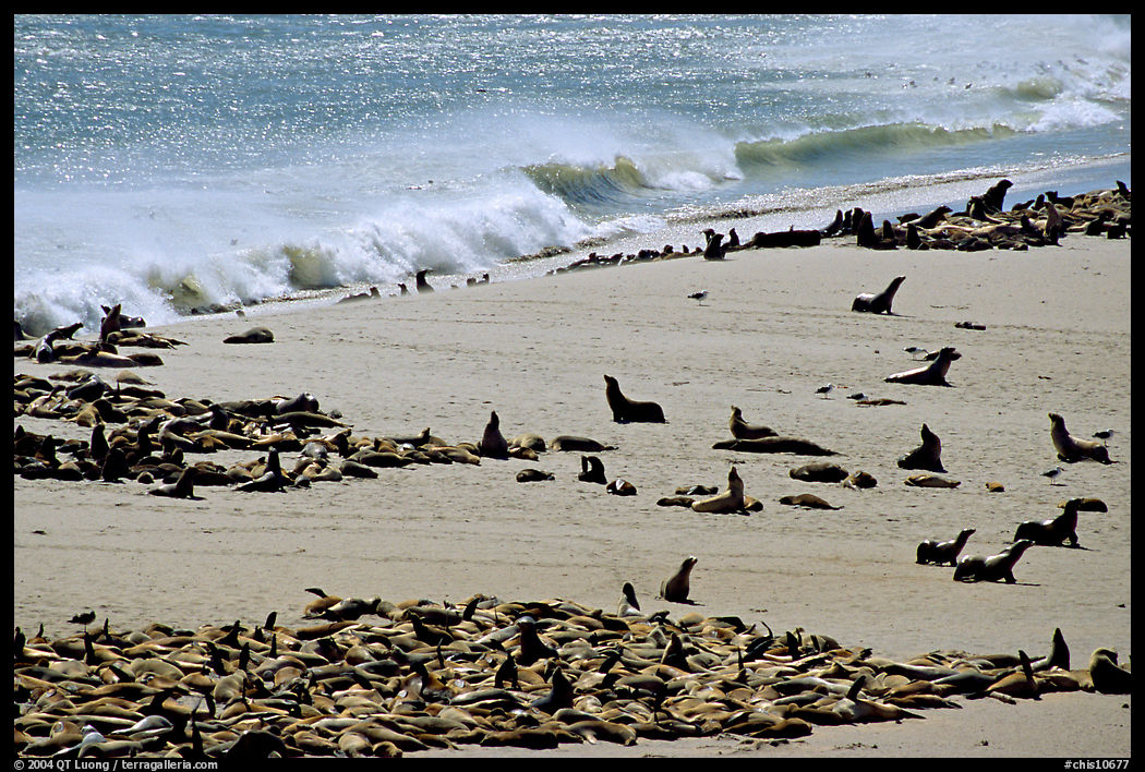 Sea lions and seals hauled out on beach, Point Bennett, San Miguel Island. Channel Islands National Park, California, USA.