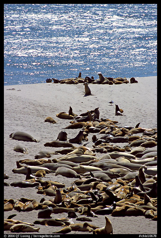 Northern fur Seal and California sea lion rookery, Point Bennet, San Miguel Island. Channel Islands National Park, California, USA.