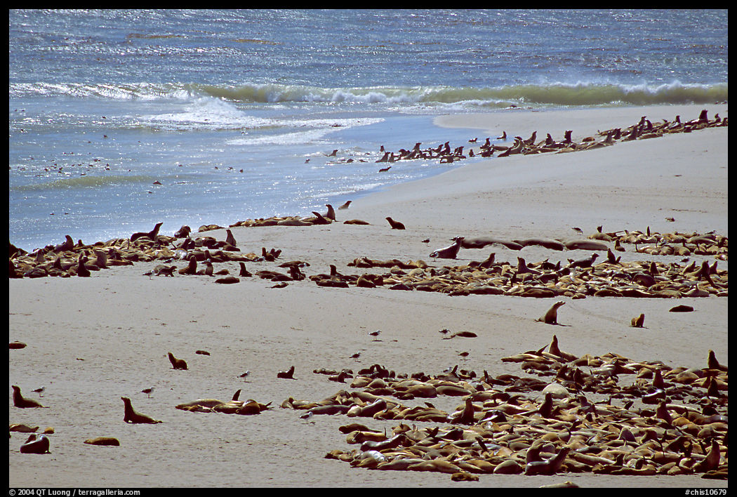 Beach with a large number of sea lions and seals, Point Bennett, San Miguel Island. Channel Islands National Park, California, USA.