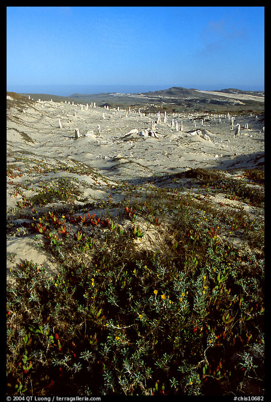 Flowers and caliche stumps, early morning, San Miguel Island. Channel Islands National Park, California, USA.