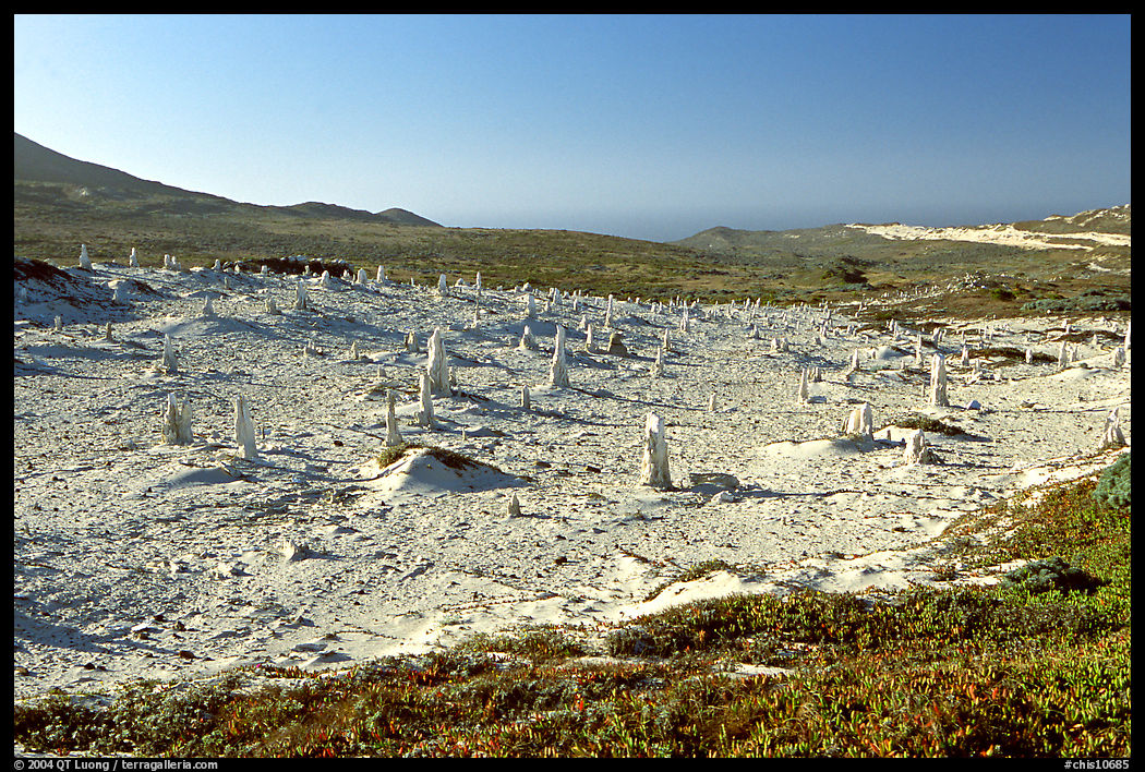 Stone castings of ancient trees, San Miguel Island. Channel Islands National Park, California, USA.