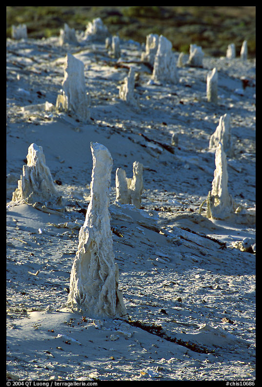 Mineral sand castings of petrified trees, San Miguel Island. Channel Islands National Park, California, USA.