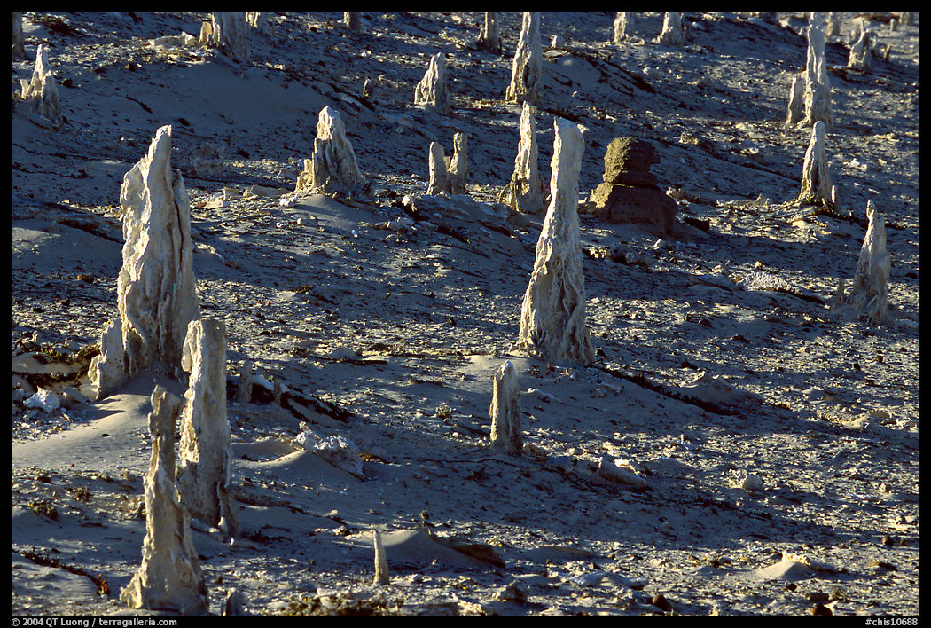 Petrified stumps of caliche, San Miguel Island. Channel Islands National Park, California, USA.