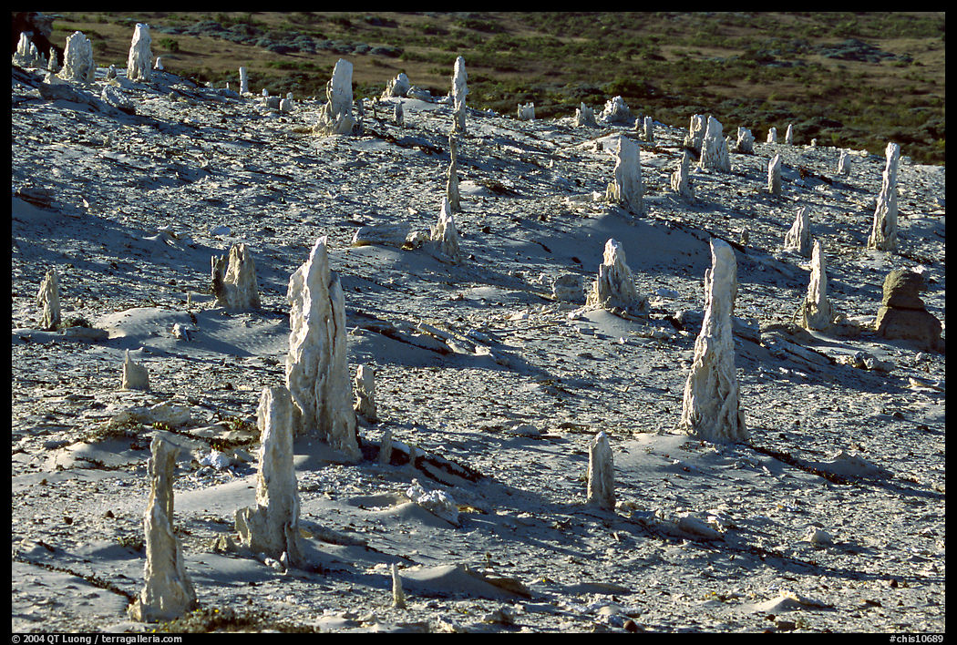 Caliche forest of petrified sand castings, San Miguel Island. Channel Islands National Park, California, USA.