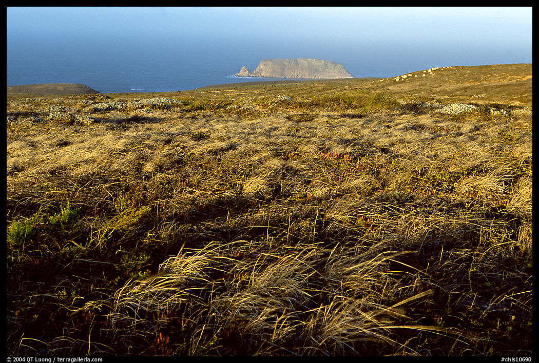 Grasses and Prince Island, San Miguel Island. Channel Islands National Park, California, USA.